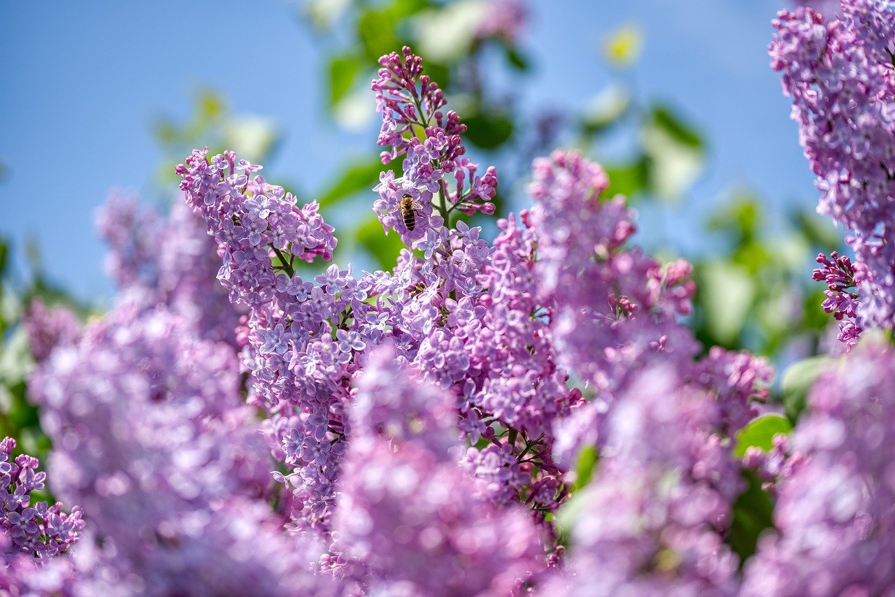 Flieder Frühling Blumenhaus Busam hat wieder geöffnet